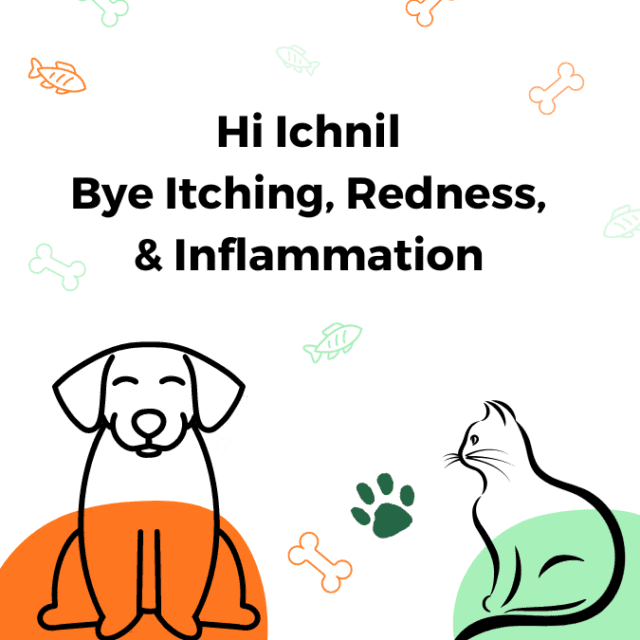 Ichnil Anti-bacterial ointment for dogs and cats - 10 gm