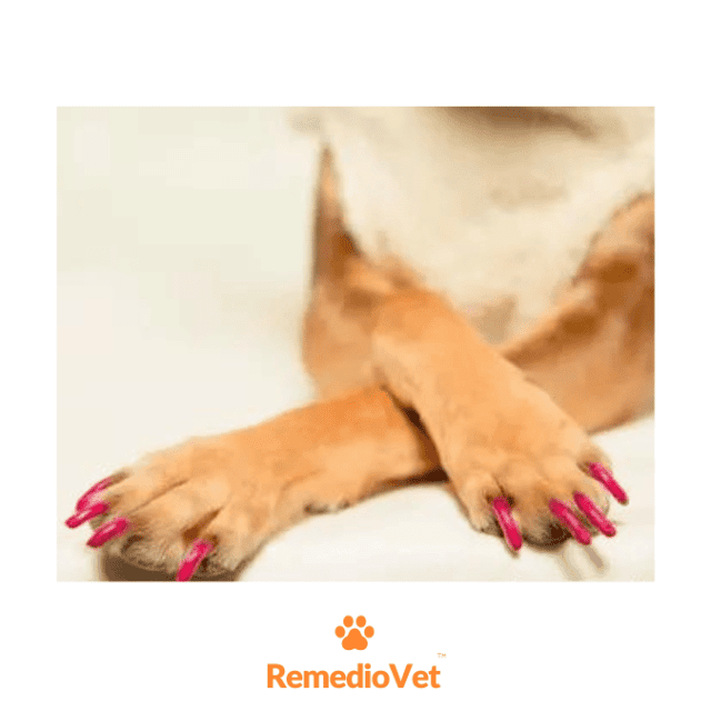 Pawdicure Dog Nail Polish