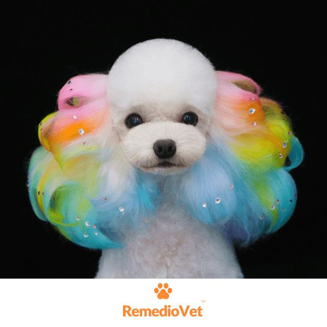 Temporary Dog Fur Coloring