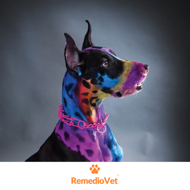 Temporary Dog Fur Coloring