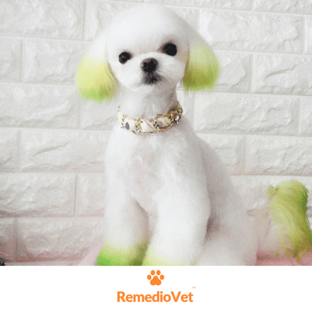 Temporary Dog Fur Coloring