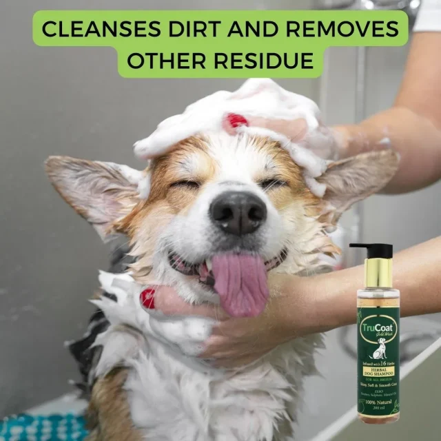 Dog get bath with our Trucoat Shampoo