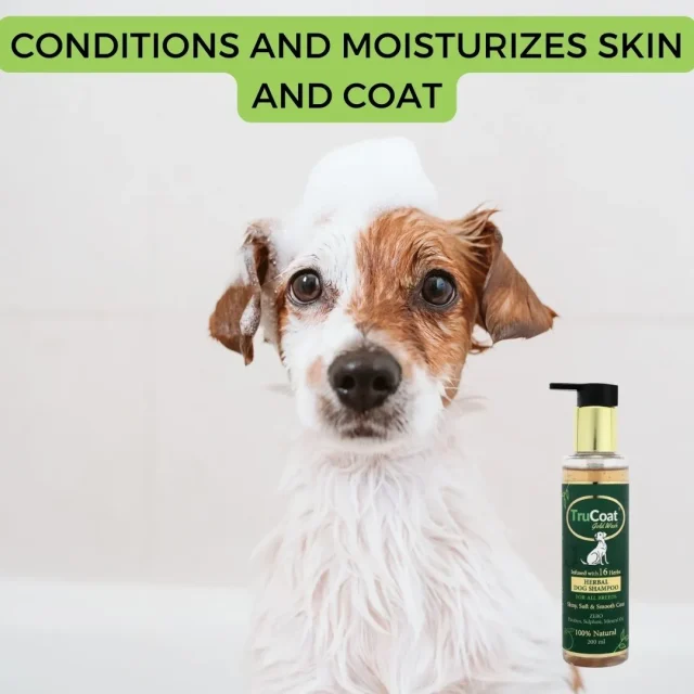 Best Dog Shampoo