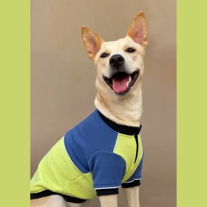 dog sweatshirt