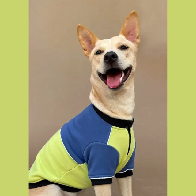dog sweatshirt