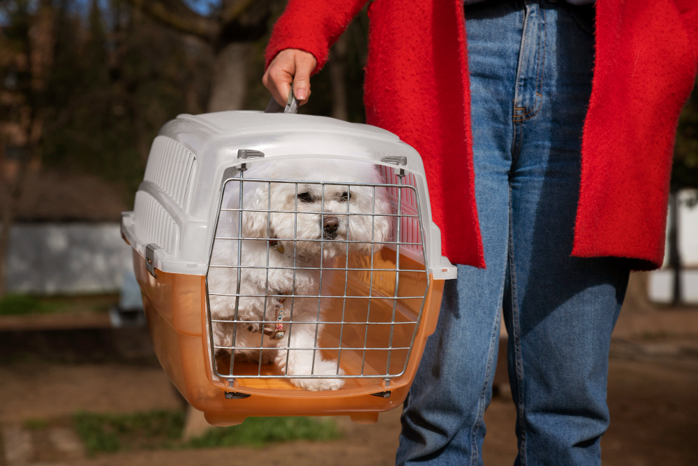 Stress-Free Pet Relocation to the UK: Let Us Handle the Hassle!