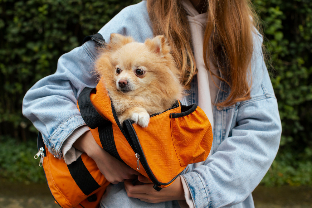 Travel with Your Pet to Canada with Pet Relocation Services