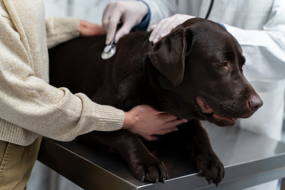 Poor Digestion In Dogs Here Is How You Can Effectively Treat It