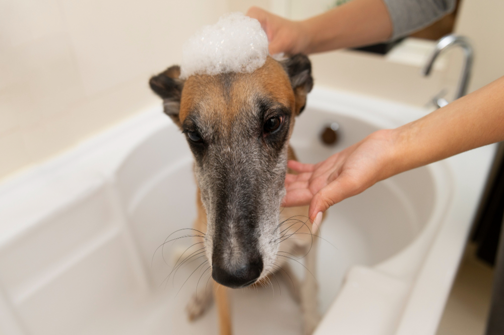 Ditch the Dryness by Using Herbal Shampoo For Dogs!