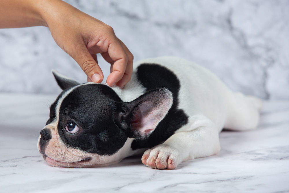 What is the Best Way to Treat Worms in Pets?